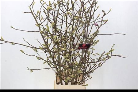 <h4>Magnolia Grandiflora</h4>