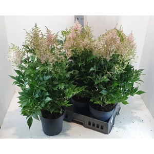 ASTILBE J PEACH BLOS