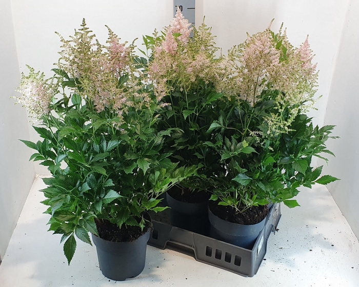 <h4>ASTILBE J PEACH BLOS</h4>