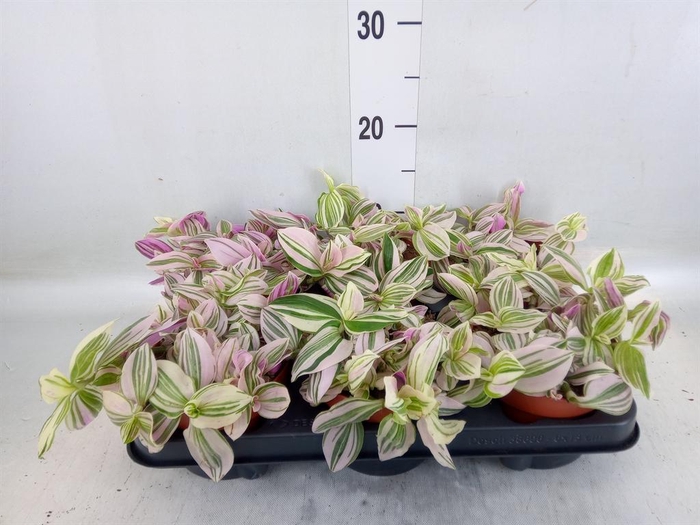<h4>Tradescantia   ...</h4>