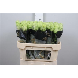 R Gr Green Generatio