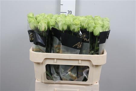 <h4>R Gr Green Generatio</h4>