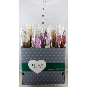 Phalaenopsis   ...mix