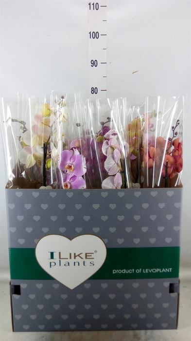 <h4>Phalaenopsis   ...mix</h4>