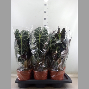 Alocasia amazonica 'Polly'