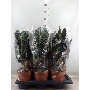 Alocasia amazonica 'Polly'