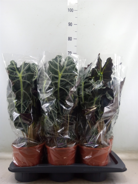 <h4>Alocasia amazonica 'Polly'</h4>