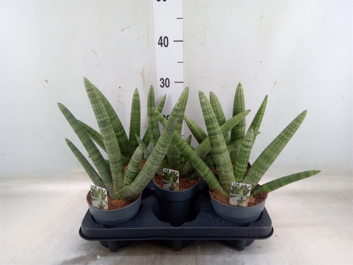 <h4>Sansevieria cyl. 'Boncel'</h4>