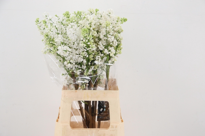 <h4>SYR V MME FL STEPMAN</h4>