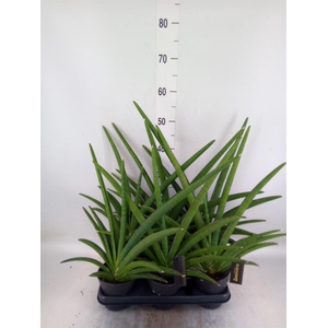 Sansevieria  'Tiara Grand Gazelle'