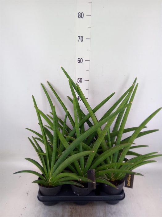 <h4>Sansevieria  'Tiara Grand Gazelle'</h4>