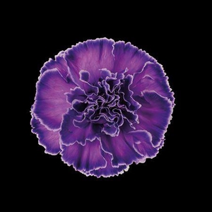 Dianthus St Milka