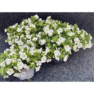 CALIB CA WHITE IMPR