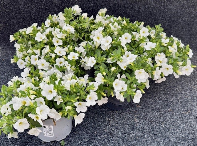 <h4>CALIB CA WHITE IMPR</h4>