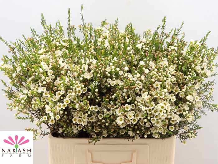 <h4>CHAME CRYSTAL PEARL</h4>