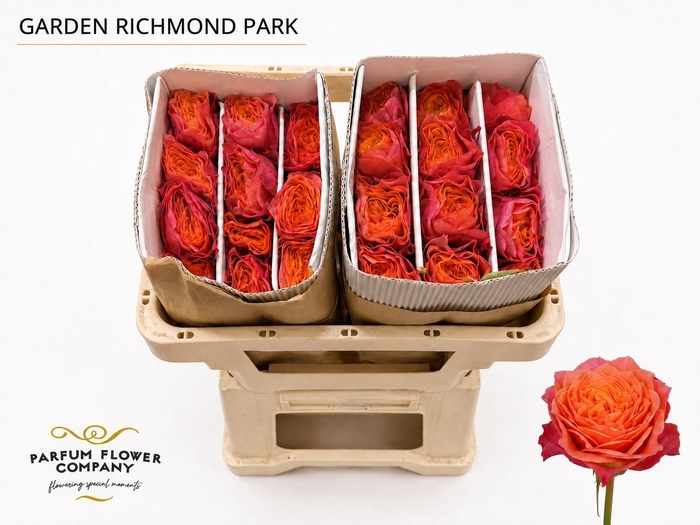 <h4>Rosa Garden Richmond Park</h4>