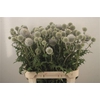 Echinops White Charles