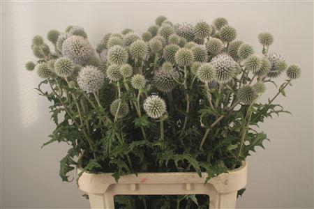 Echinops White Charles