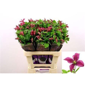 Clematis Amazing Kyiv Pink
