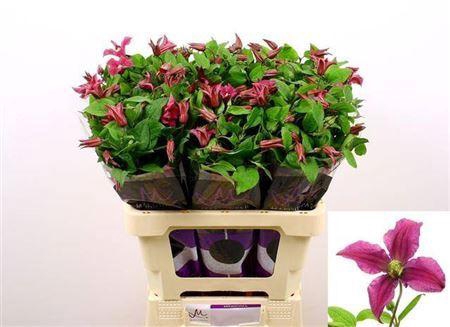 <h4>Clematis Amazing Kyiv Pink</h4>
