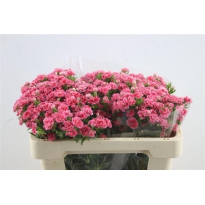 Di Barb Doblino Pink 60cm