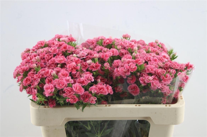 <h4>Di Barb Doblino Pink 60cm</h4>