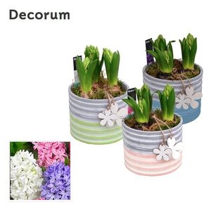 Hyacint Pastel Maxi HL19483 [LOVELY COLORS]