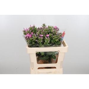 Phlox P Senora