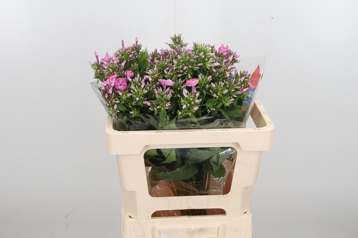 <h4>Phlox P Senora</h4>