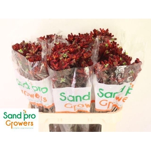 Anigozanthos Early Spring