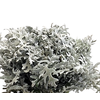 CINERARIA MARITIMA CORTE