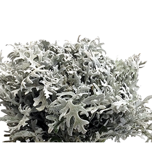 CINERARIA MARITIMA CORTE