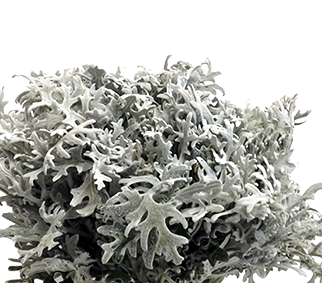 CINERARIA MARITIMA CORTE