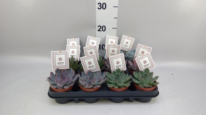 Echeveria  'Rosetta'   ...mix