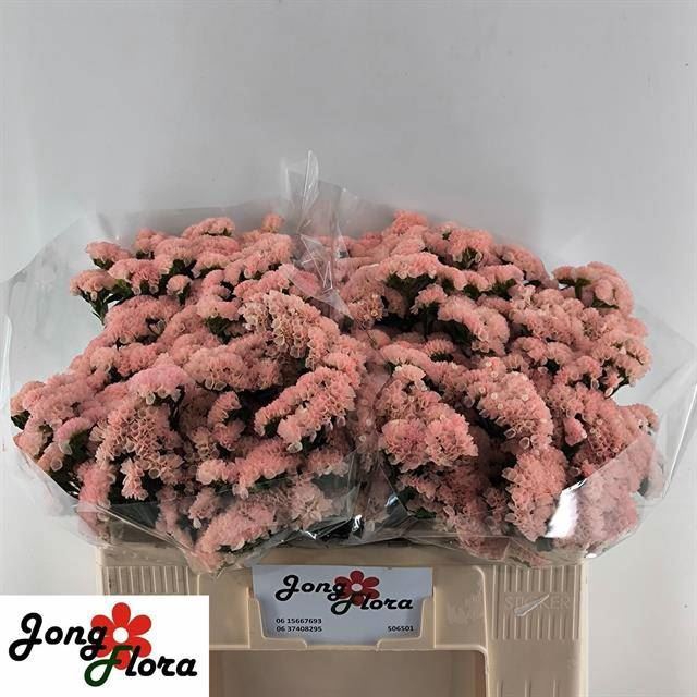 <h4>LIM S PEACH WINGS</h4>