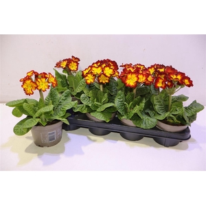 arr8 Prim Elatior Yellow Red