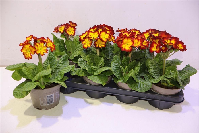 <h4>Prim Elatior Yellow Red</h4>