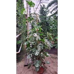 Monstera Variegata