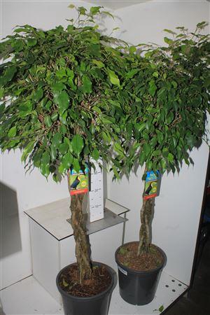 <h4>Fic Ben Exotica Twister Stam</h4>