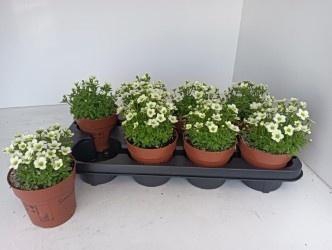 <h4>SAXIF AR ALP WHITE</h4>