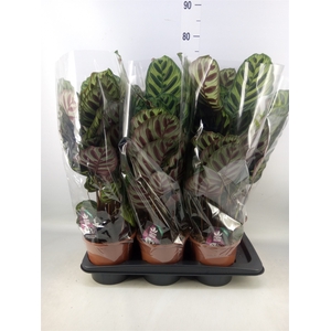 Calathea makoyana