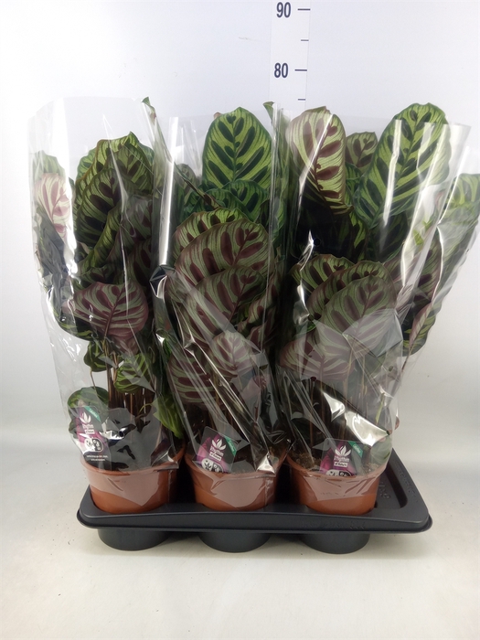 <h4>Calathea makoyana</h4>