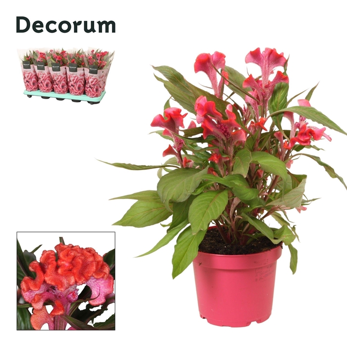 <h4>Celosia 'Hot Topic' Pink with sleeve | Decorum</h4>