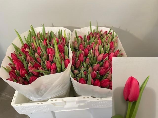 <h4>TU EN ILE DE FRANCE</h4>