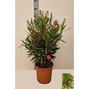 NERI OLEANDER