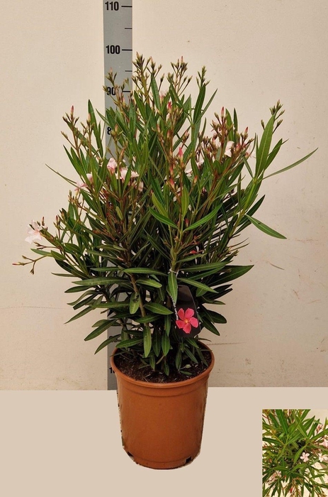 <h4>NERI OLEANDER</h4>