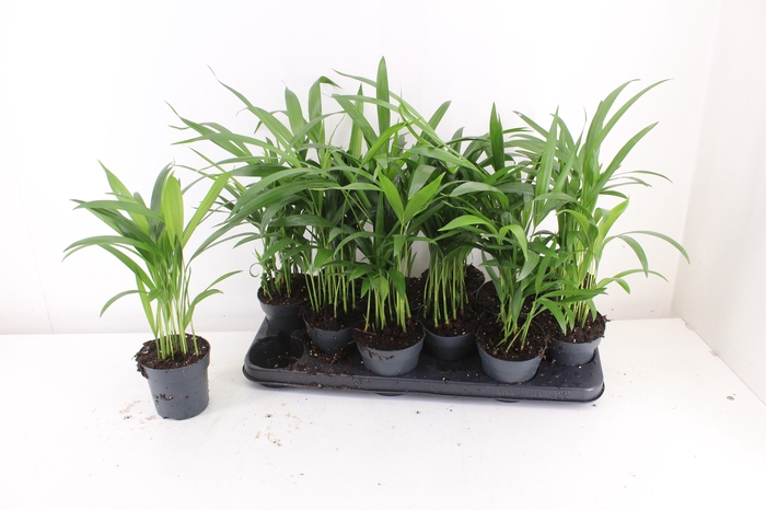<h4>DYPSIS LUTESCENS</h4>