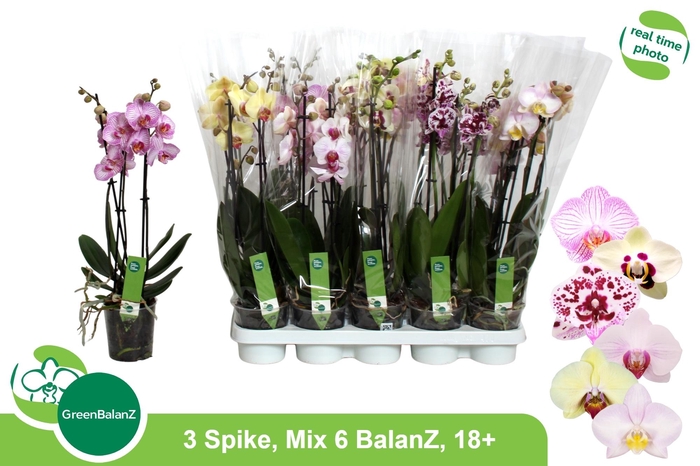 <h4>PHAL GEM 6 KL</h4>