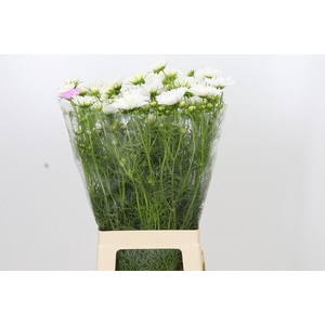 Cosmos White