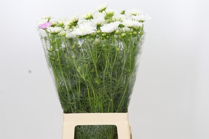 <h4>Cosmos White</h4>